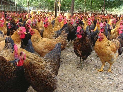 土鸡游戏爆料大全最新,揭秘热门游戏幕后故事与精彩瞬间