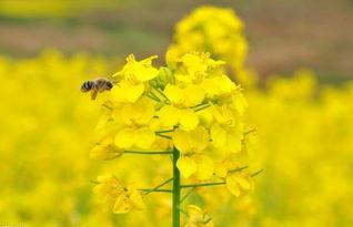 热点爆料油菜花视频,短视频记录下的春日田园风光  第1张